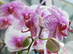 orchidsNL (29)